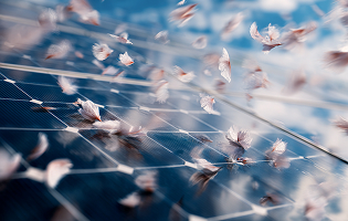 Climate (fallen leaves)